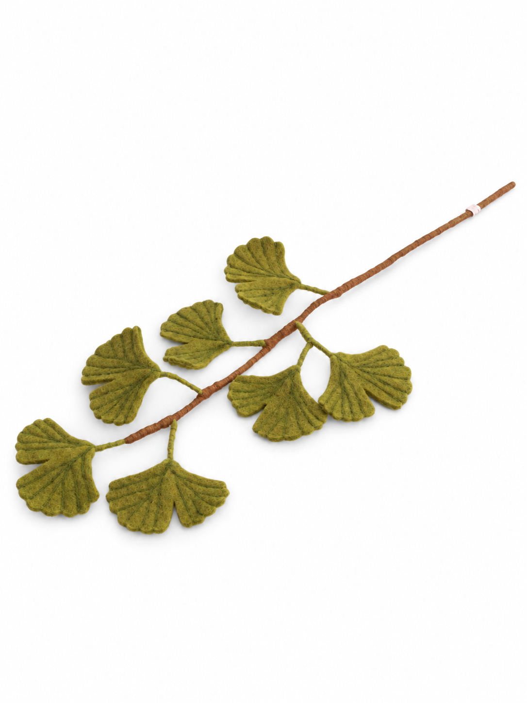 Ginkgo Biloba gren (70 cm)